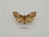 藏品(白菇舟蛾)的圖片